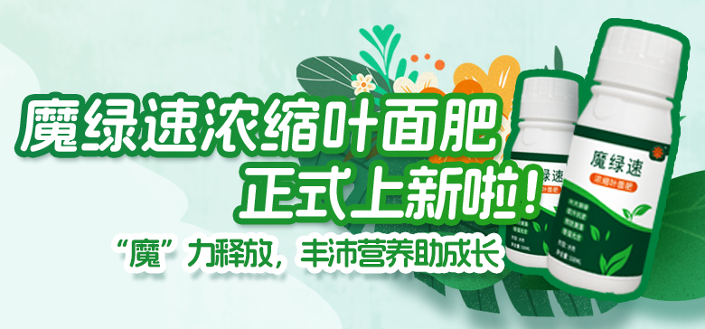 豐沛營(yíng)養(yǎng)助成長(zhǎng)！魔綠速濃縮葉面肥上新啦